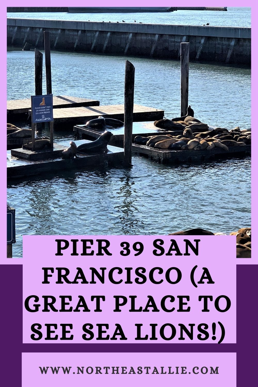 Pier 39 San Francisco (A Great Place To See Sea Lions!)