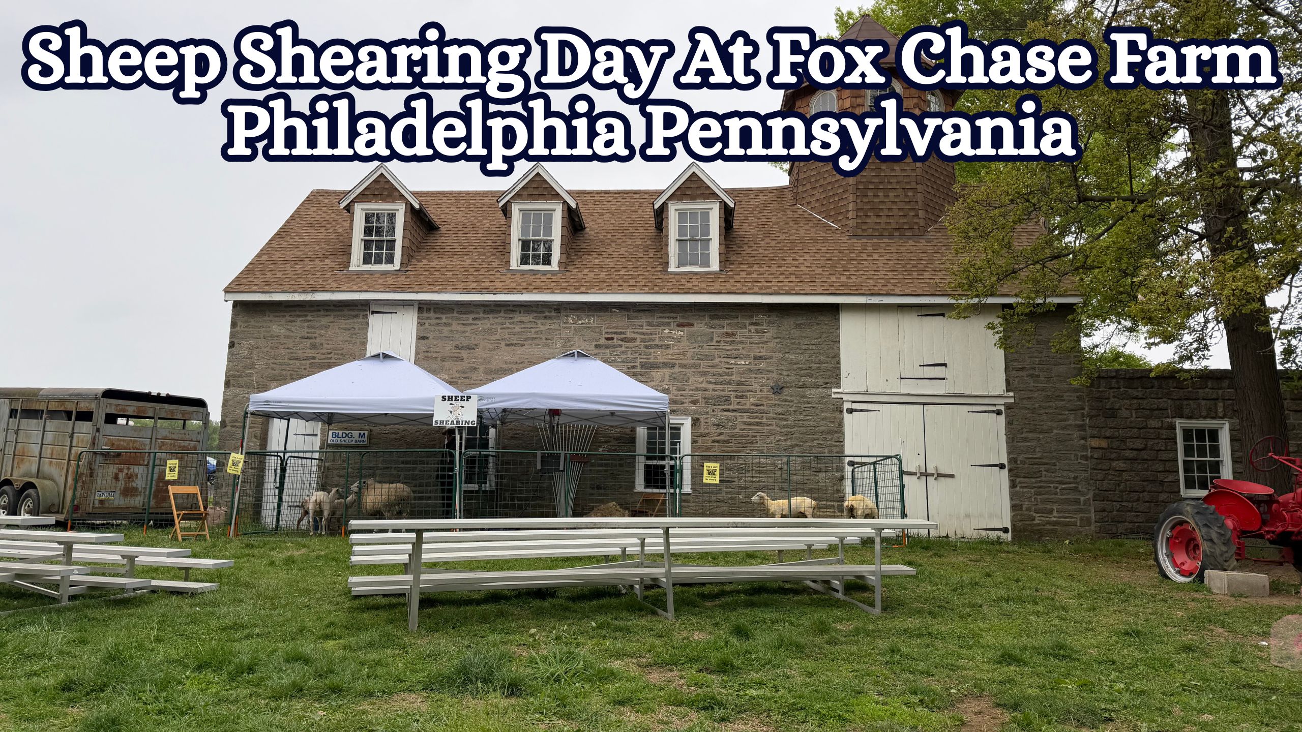 Sheep Shearing Day At Fox Chase Farm