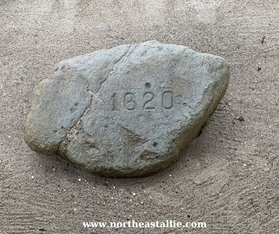 Northeast Allie Plymouth Rock